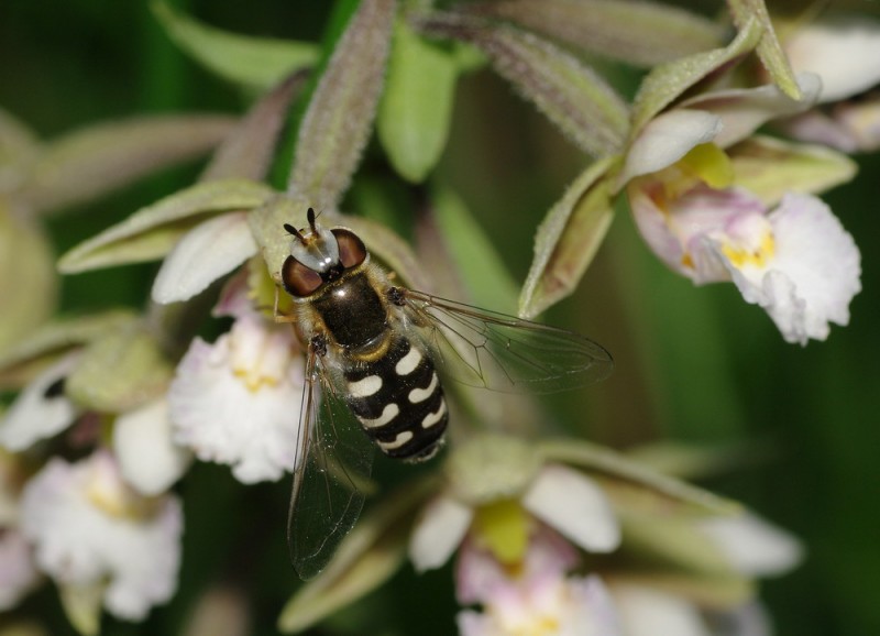 Scaeva selenitica - Syrphidae.jpg