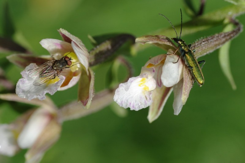 Diptera y Coleoptera.jpg