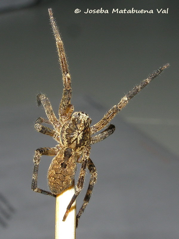 Zoropsis spinimana - Zoropsidae - Araneae 200116 6373 bi.jpg