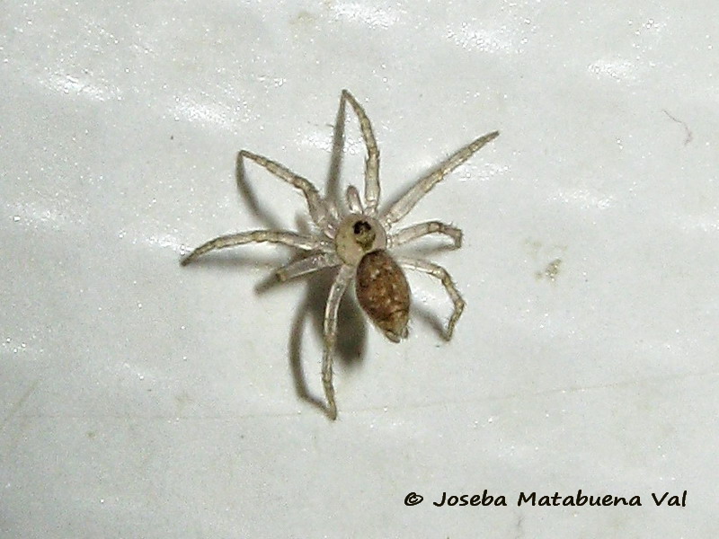 Oecobius sp. - Oecobiidae - Araneae 200211 6395 bi.jpg
