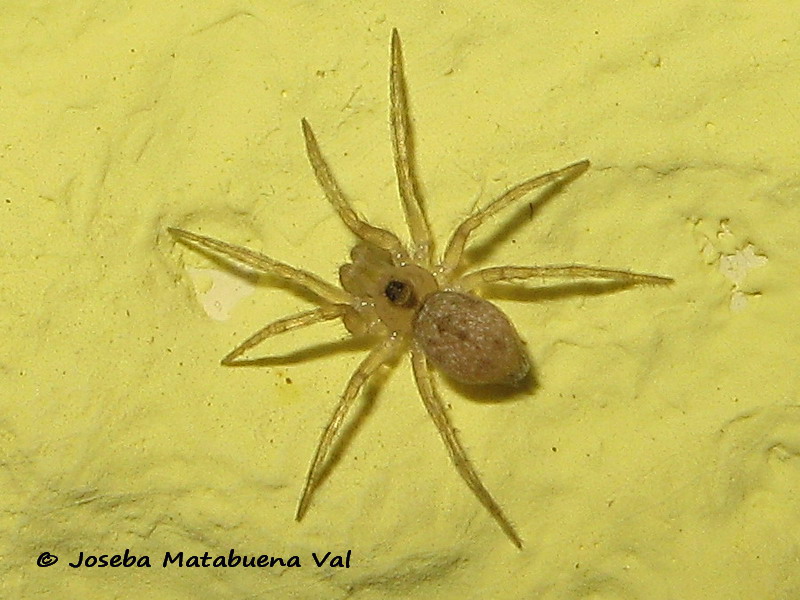 Oeocobius sp. - Oeocobiidae - Araneae 200302 6419 bi.jpg