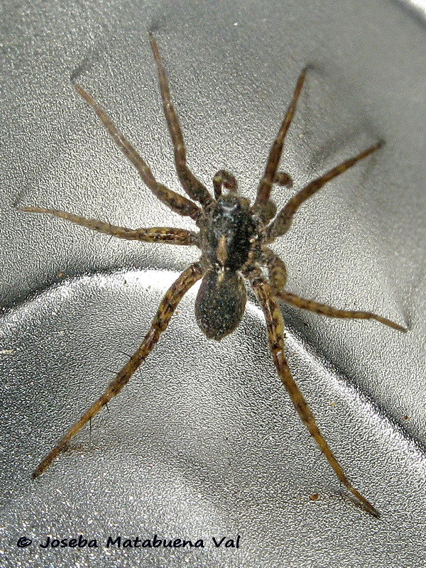 Pardosa sp. - Lycosidae - Araneae 200226 6415 bi en Jicasa.jpg