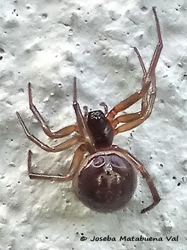 Steatoda nobilis - Theridiidae - Araneae 200313 153957 bi.jpg