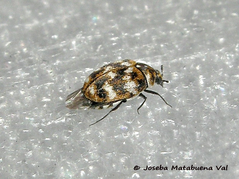 Anthrenus verbasci - Dermestidae - Coleoptera 200327 6494 bi.jpg