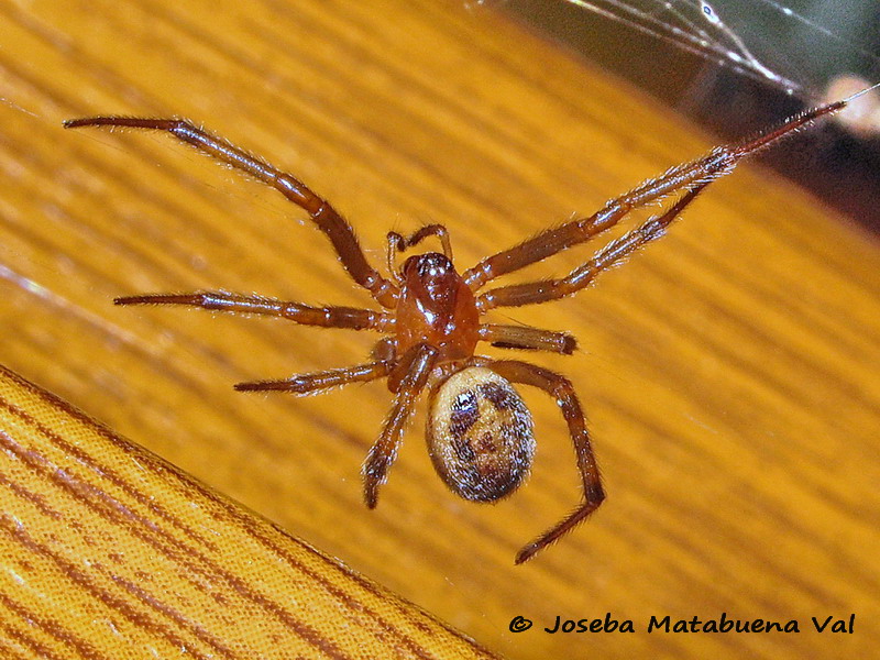 Steatoda nobilis - Theridiidae - Araneae 200406 6595 bi.jpg