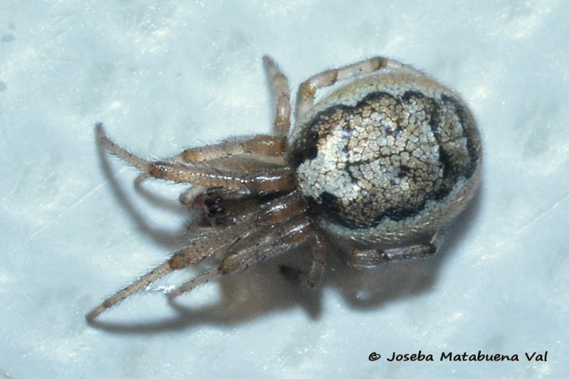 Zygiella x-notata - Araneidae - Araneae 200425 1657 bi.jpg