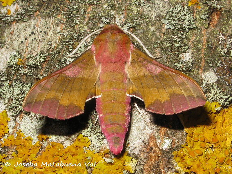 Deilephila porcellus - Sphingidae 190803 4690 le.jpg