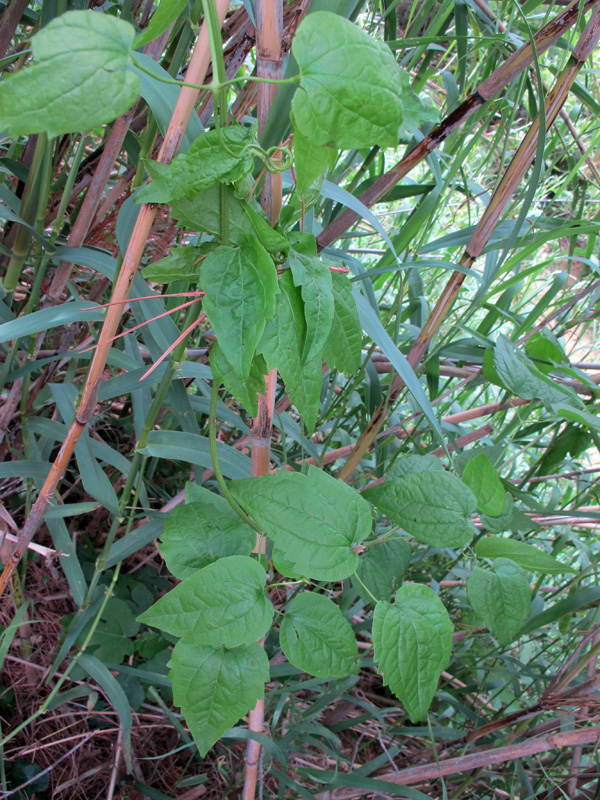 Enredadera-en-Arundo-donax.jpg