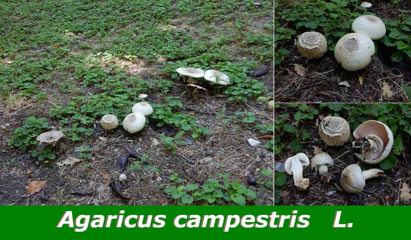 Agaricus campestris.jpg