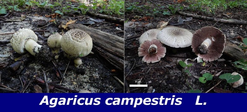 Agaricus campestris L..jpg