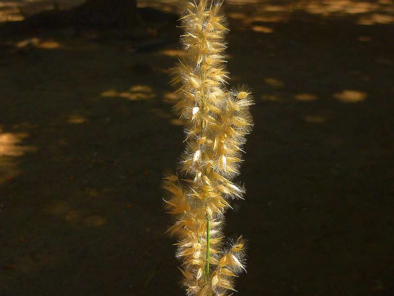Melica ciliata Ra1.jpg