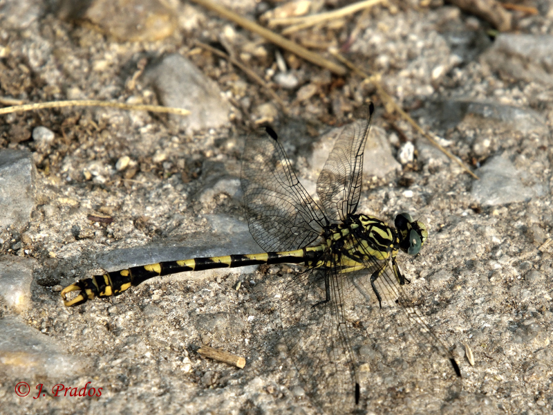 Onychogomphus uncatus_13.JPG