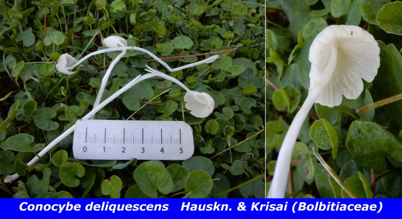 Conocybe deliquescens Hauskn. & Krisai (Bolbitiaceae)..jpg