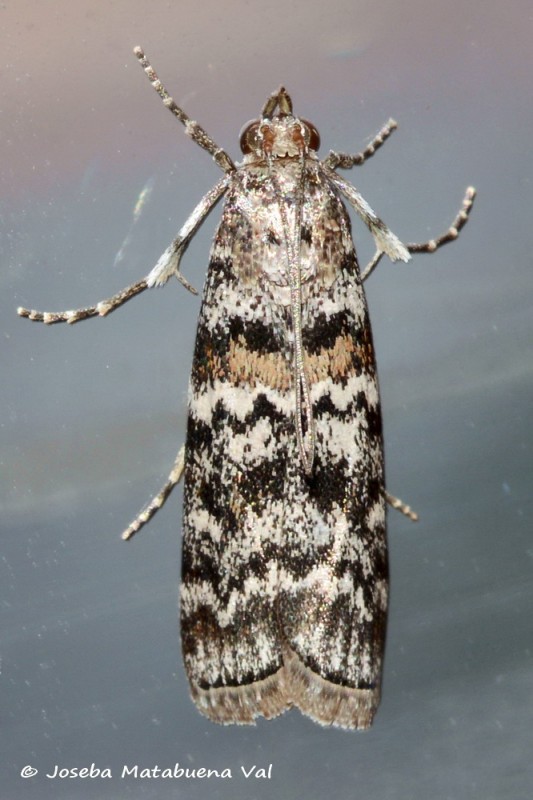 Dioryctria abietella - Pyralidae 200524 3532 bi.jpg