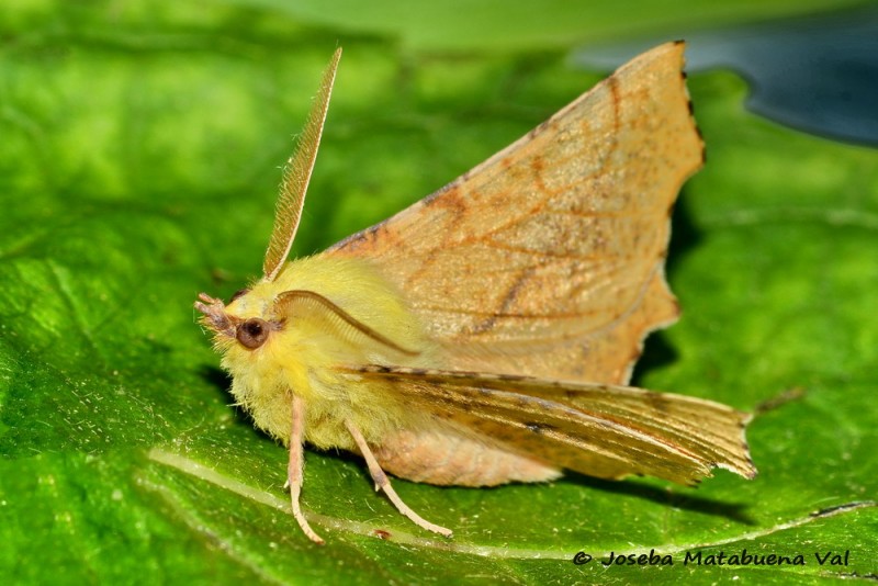 Ennomos alniaria - Geometridae 200523 3258 bi.jpg