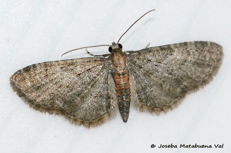 Eupithecia haworthiata - Geometridae 200523 3313 bi.jpg