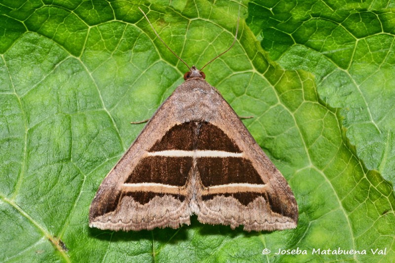 Grammodes bifasciata - Erebidae 200523 3190 bi .jpg