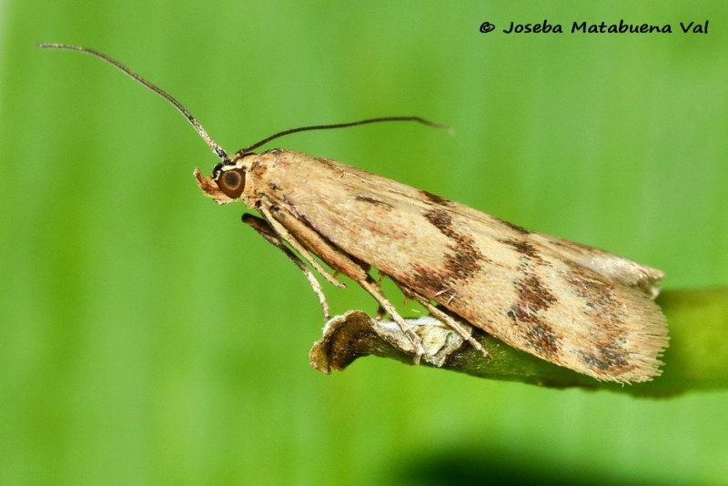 Homoeosoma sinuella - Pyralidae 200523 3339 bi.jpg