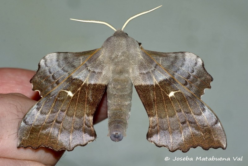 Laothoe populi - Sphingidae 200523 3464 bi.jpg