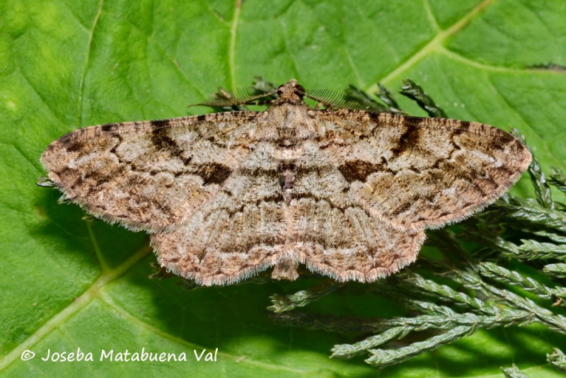 Peribatodes rhomboidaria - Geometridae 200523 3195 bi.jpg