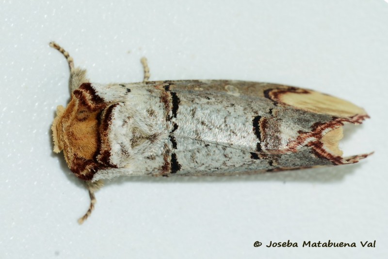 Phalera bucephala - Notodontidae 200523 3416 bi.jpg