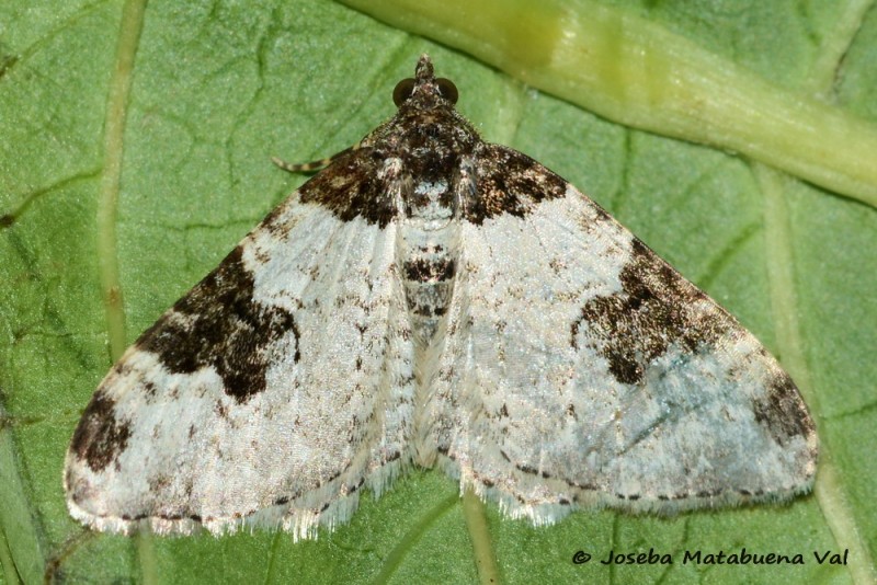 Xanthorhoe fluctuata - Geometridae 200523 3406 bi.jpg