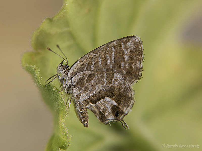 Cacyreus marshalli (mariposa del geranio).jpg