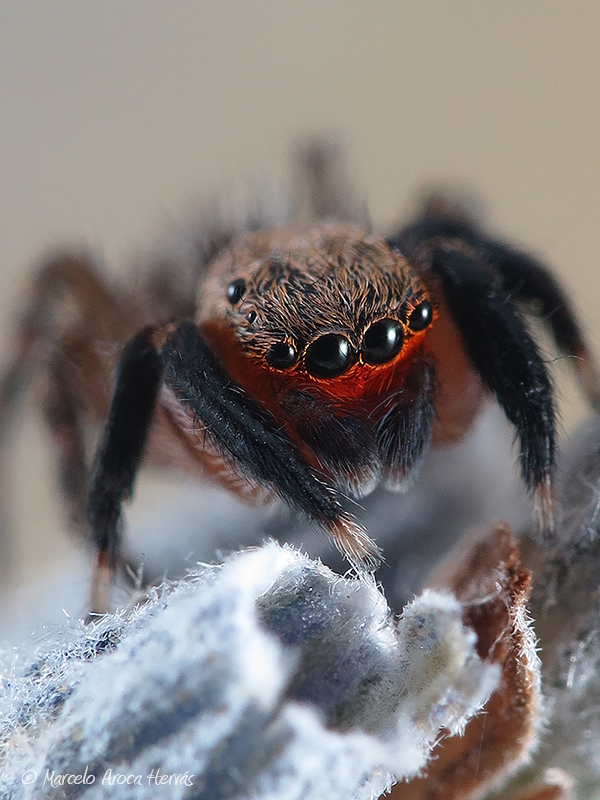 Euophrys cf. rufibarbis macho.jpg