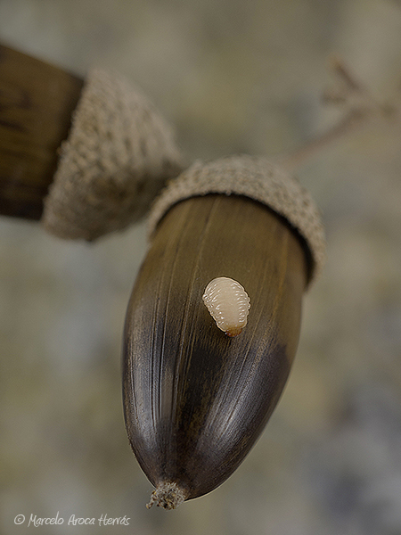 Curculio glandium larva  (Gorgojo de las bellotas).jpg