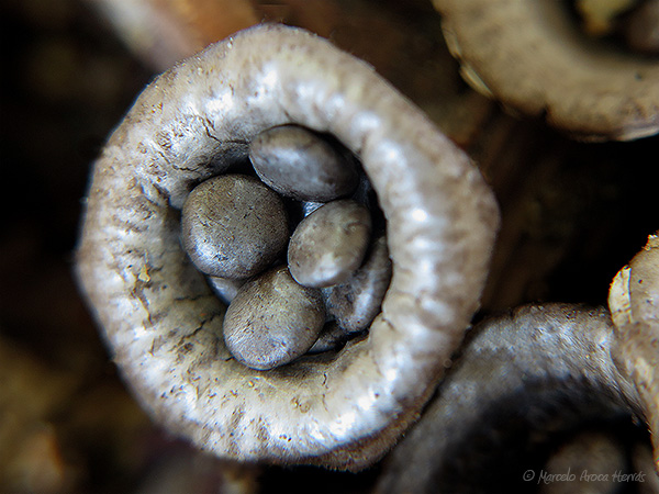 Cyathus olla 2.jpg