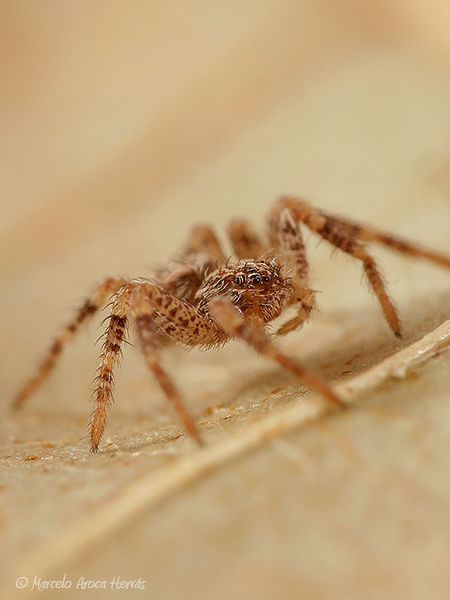 Philodromus sp. juvenil.jpg