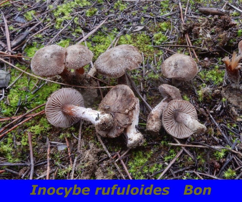 Inocybe rufuloides Bon.jpg