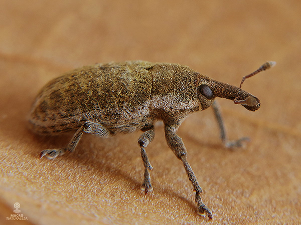 Lixus cardui.jpg