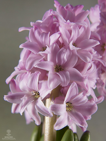 Hyacinthus (Jacinto) 1.jpg