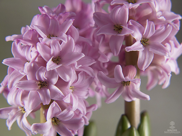 Hyacinthus (Jacinto) 2.jpg