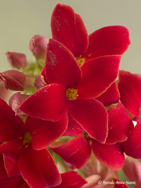 Kalanchoe blossfeldiana flor .jpg