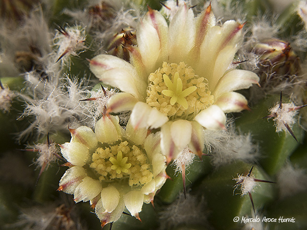 Mammillaria winterae.jpg