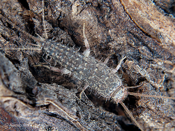 Ctenolepisma sp.jpg