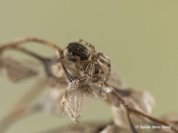 Enoplognatha mandibularis macho.jpg