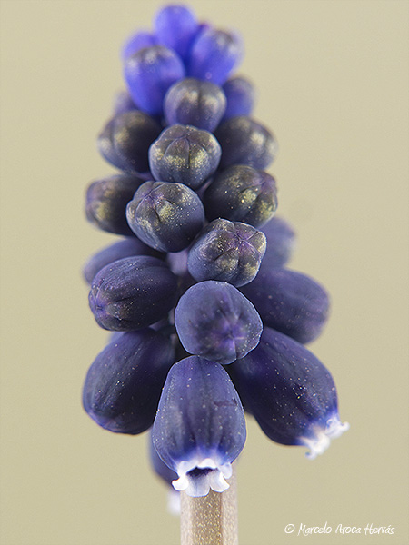 Muscari neglectum (Nazareno).jpg