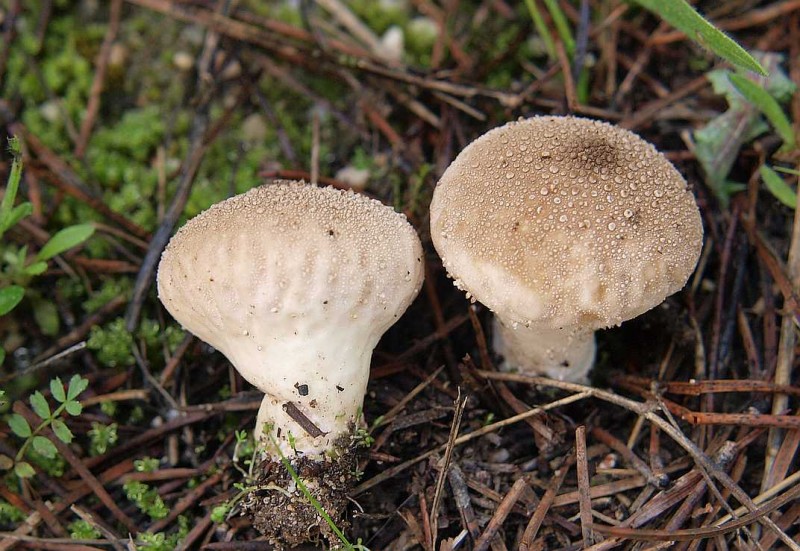 Lycoperdum perlatum yyR1.jpg