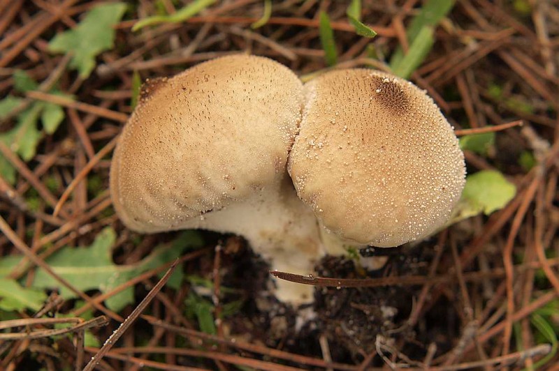 Lycoperdom perlatum KKR1.jpg