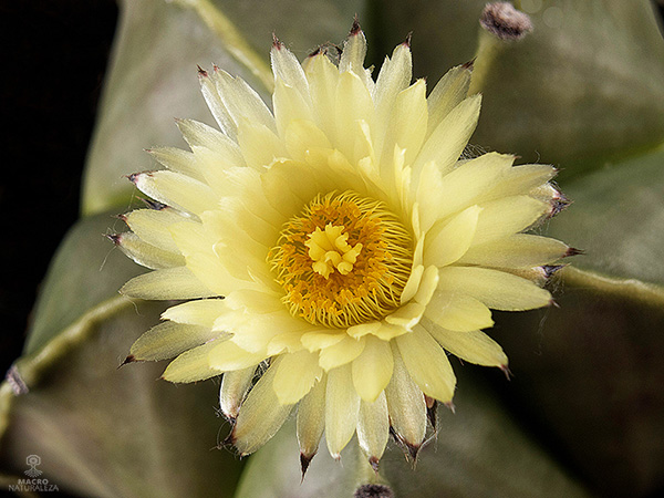 Astrophytum myriostigma (Mitra).jpg