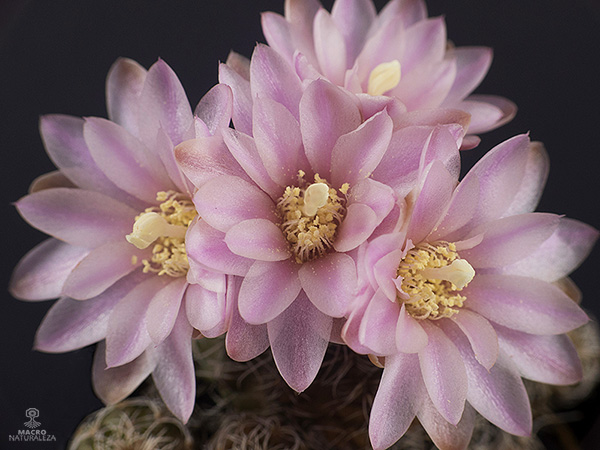 Gymnocalycium bruchii.jpg