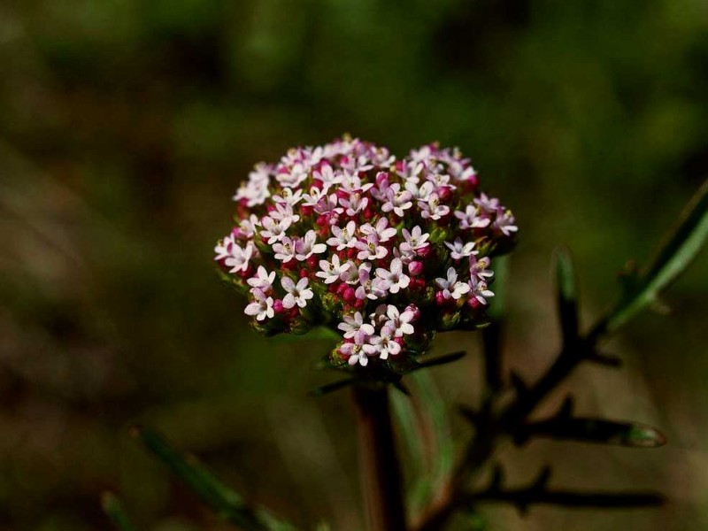 Centranthus calcitrapae Rw2.jpg