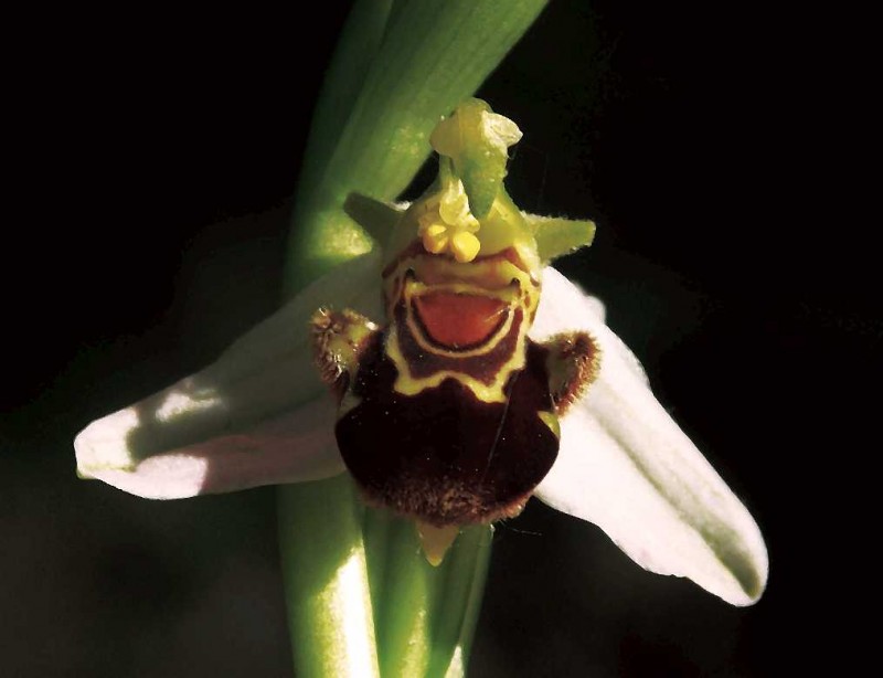 Ophrys apifera R2.jpg