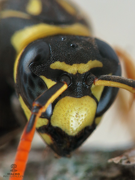 Polistes dominula 8685.jpg