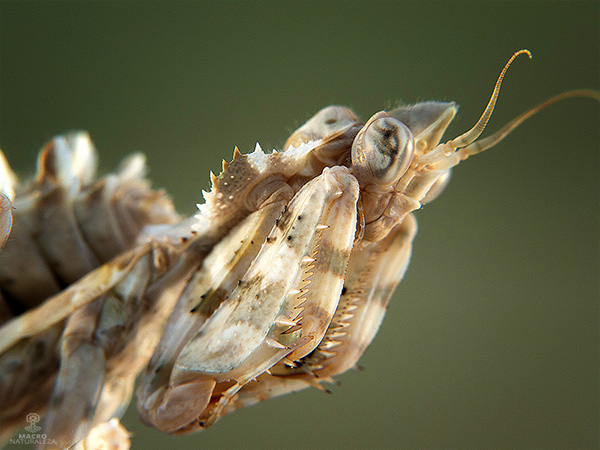 Blepharopsis mendica ninfa LX3.jpg