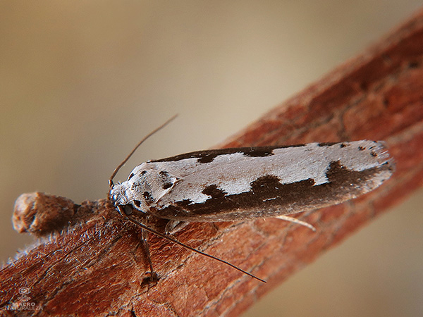 Ethmia pusiella 1.jpg