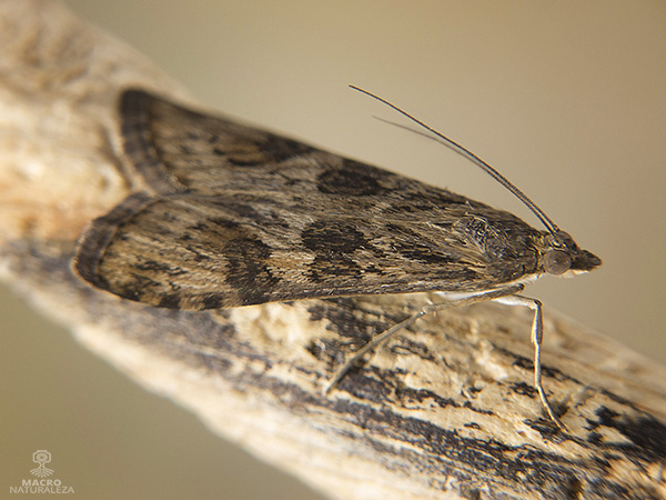 Nomophila noctuella 1.jpg